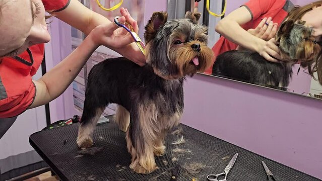 Grooming master shears a Yorkshire Terrier dog