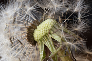 un bellissimo soffione con i suoi semi, background con soffione bianco © giovanni