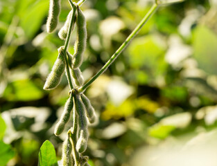 Closeup plantation of ripe soybean pods