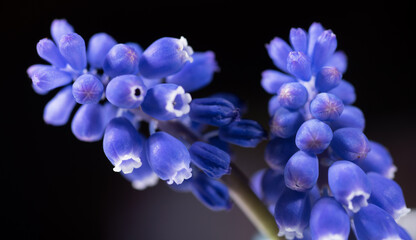 un bellissimo fiore di colore blu, foto macro di muscari azzurro.