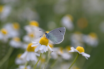 Blackeye butterfly ( Glaucopsyche alexis ) on plant