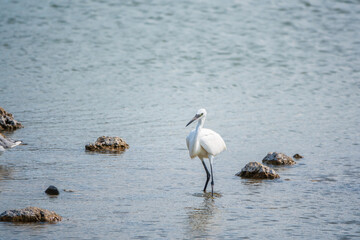 The small white heron or Little egret stands in the lake
