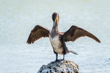 Great cormorant, Phalacrocorax carbo, sits on stone and dries its wings on the wind.