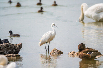 Fototapeta premium The small white heron or Little egret stands in the lake