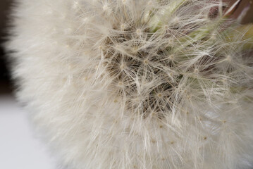 un bellissimo soffione con i suoi semi, background con soffione bianco