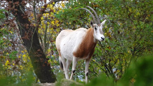 scimitar horned oryx (oryx dammah) stands on a stone against the backdrop of an autumn forest