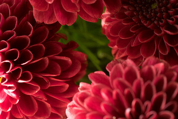 splendidi crisantemi di colore rosso vivo, un bel fiore rosso simmetrico