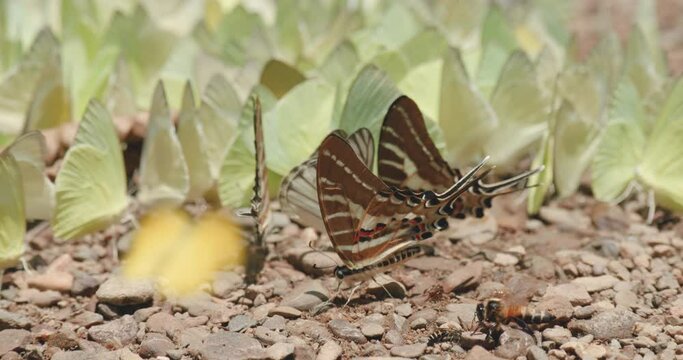 Aggregation of butterflies mud-puddling, slow motion shot of the spot swordtail butterfly puddling on forest soil with stream pebbles on the common Albatross butterflies swarm background