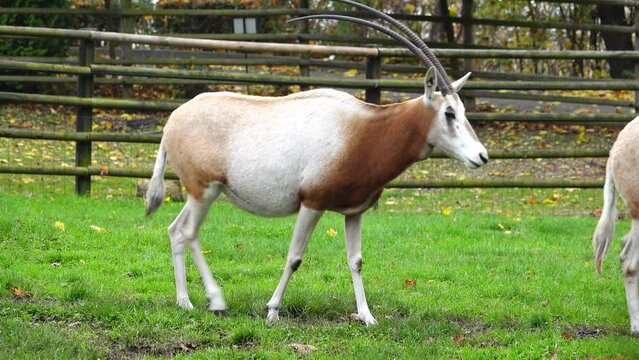  two scimitar horned oryx (oryx dammah) 