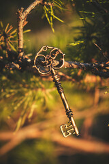 Old vintage key is suspended from pine branch in forest.