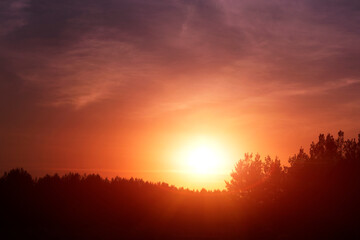 Fototapeta na wymiar Silhouette pine forest against background bright orange sunset.