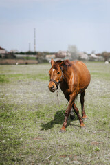 A beautiful brown horse, a stallion walks, grazes in a meadow with green grass in a pasture in a...