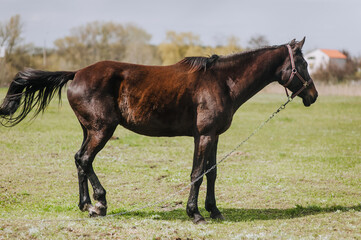 Obraz premium A beautiful brown horse, a stallion walks, grazes in a meadow with green grass in a pasture, nature in sunny weather. Animal photography, portrait, wildlife, countryside.