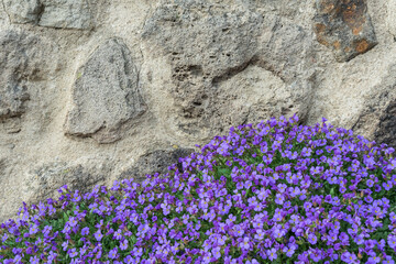 flowers on the stone