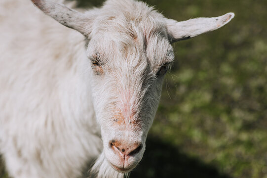 Photography, close-up portrait of the head of a white curly goat. Animal in nature.