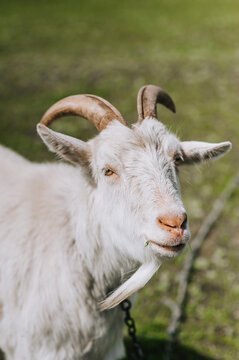 Photography, close-up portrait of the head, face of a white curly bearded goat with horns in a pasture, meadow. Animal in nature, pet.