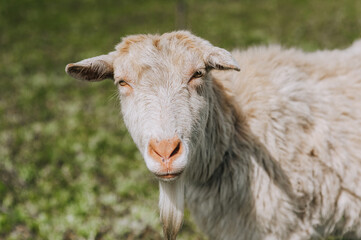 Photography, close-up portrait of the head of a white curly bearded goat in a pasture, meadow. Animal in nature, pet.