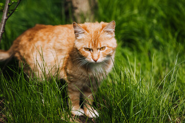 Naklejka na ściany i meble A beautiful fluffy orange striped kitten walks in nature in the green grass. Animal photography, portrait.