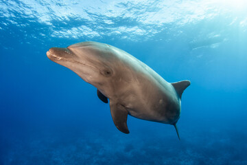 Bottlenose dolphin, French Polynesia