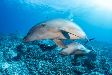 Fototapeta na wymiar Bottlenose dolphin, French Polynesia