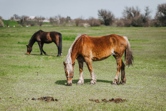 Beautiful brown horses graze in the meadow at the farm, eating green grass. Animal photography, portrait, nature.