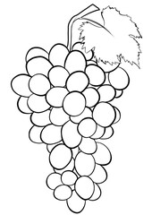 bunch of grapes outline illustration isolated