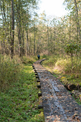 wooden hanging paths in Nature park Beremytske Chernihiv Oblast. Rewilding Ukraine. Project site includes 50 hectares abandoned agricultural and forest land where natural grazing wild-living horses