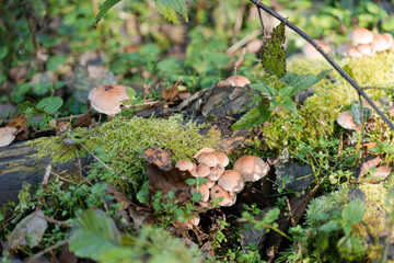 unedible Poisonous mushroom group (belonging to Inocybe genus) on forest floor macro. known as torn fibercap or split fibercap, wild mushrooms from Ukraine Nature park Beremytske Chernihiv Oblast