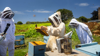 Beekeeper in protective suit holding honeycomb with bees from the beehive at the apiary.