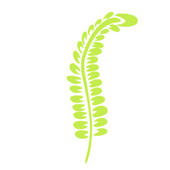 Growing Fern Illustration 