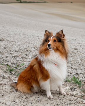Cute fluffy sable white shetland sheepdog. Portrait of Sheltie or little collie or mini Lassie.