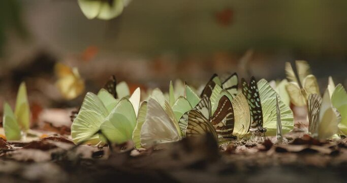 Aggregation of butterflies mud-puddling, collective of different butterfly species mud-puddling. Slow motion of  butterflies swarm gather to collect necessary minerals from the soil in tropical forest