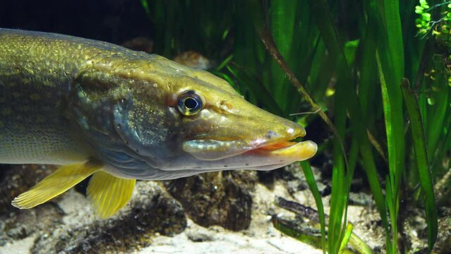 close-up of a pike fish against a background of green algae