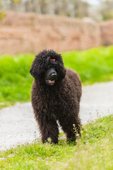 Portrait of Cão de água português, black curly-coated dog outdoors