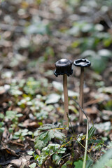 Black Slimy Mushrooms. Coprinopsis is a genus of mushrooms in the family Psathyrellaceae. Coprinopsis atramentaria, commonly known as the common ink cap or inky cap