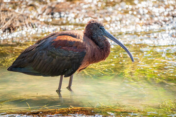 The glossy ibis, latin name Plegadis falcinellus, searching for food in the shallow lagoon.