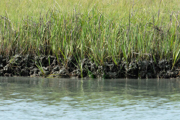 Obraz premium soft mud of clay and earth held together by the roots of semi aquatic grasses and reed plants in a fresh water river delta ecosystem