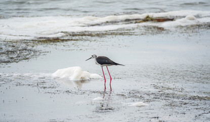 Cute water bird. Black winged Stilt feeding in the lake. Black winged Stilt, or or pied stilt,...
