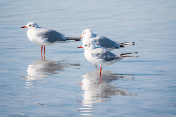 Flock of Seagulls, The European herring gull, swims on the calm lake shore
