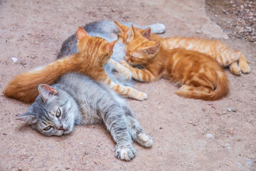 Mother cat resting on a concrete floor and nursing her three ginger kittens. Three ginger kittens drink milk from their gray mother cat lying on the ground, otdoors.