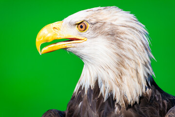 Obraz premium American Bald Eagle