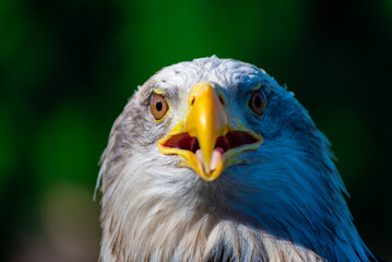 American Bald Eagle