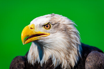 American Bald Eagle