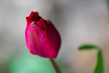 Detail of young red flower of the Tulipa plant