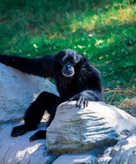 Monkey in the safari