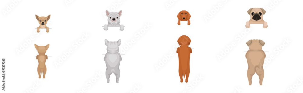 Canvas Prints Dogs of Different Breeds Standing on Hind Legs Front and Back Vector Set