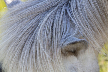 funny detail of a gray horse's head from ear and mane