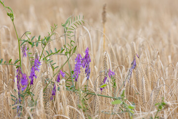 beautiful modest corn field with vetch flowers