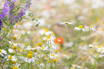 beautiful modest wild field meadow with various natural flowers like camomile and vetch