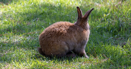 Bunny roaming the park freely. © Márcia C.